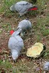 Крупные попугаи